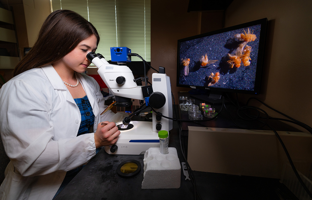 Student sitting and looking into a microscope inside a laboratory.